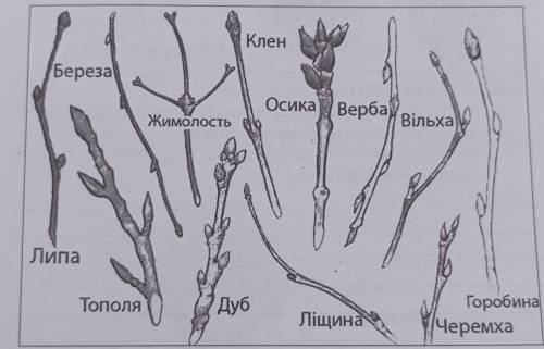 Користуючись малюнком випишіть у яких рослин бічні бруньки розміщені почергово а в яких супротивно​