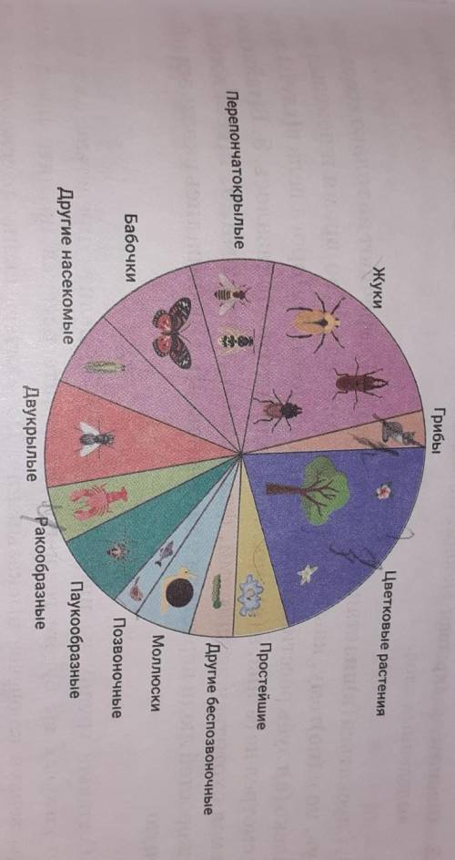 Составьте на основе диаграммы сплошной текст в виде аннотации к реферату на тему: видовое разнообраз