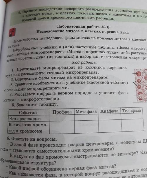 Ход работы 1. Приготовьте микропрепарат из кончиков корешковлука или рассмотрите готовый микропрепар