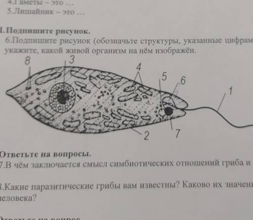 Ш.Подпишите рисунок. 6.Подпишите рисунок (обозначьте структуры, указанные цифрами 1, 2, 3, 4, 5, 7,