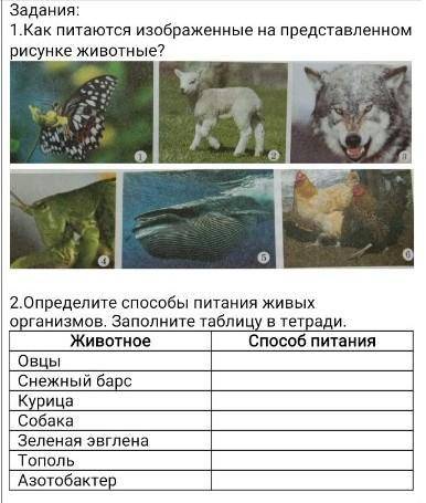 1. как питаются изображённые на представленном рисунке животные? 2. определите питания живых организ