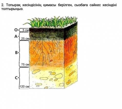 Топырақ кесіндісінің қимасы берілген, сызбаға сәйкес кесіндіні толтырыңыз.комектесиндершиии​