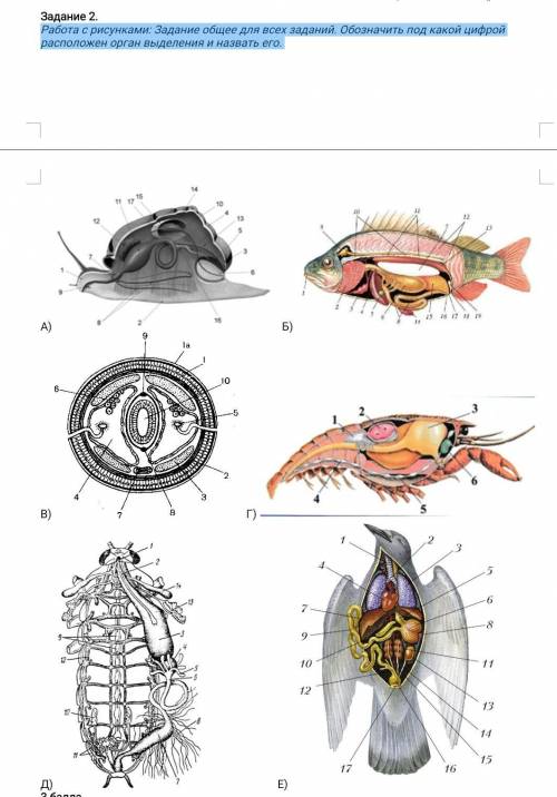 Работа с рисунками: Задание общее для всех заданий. Обозначить под какой цифрой расположен орган выд