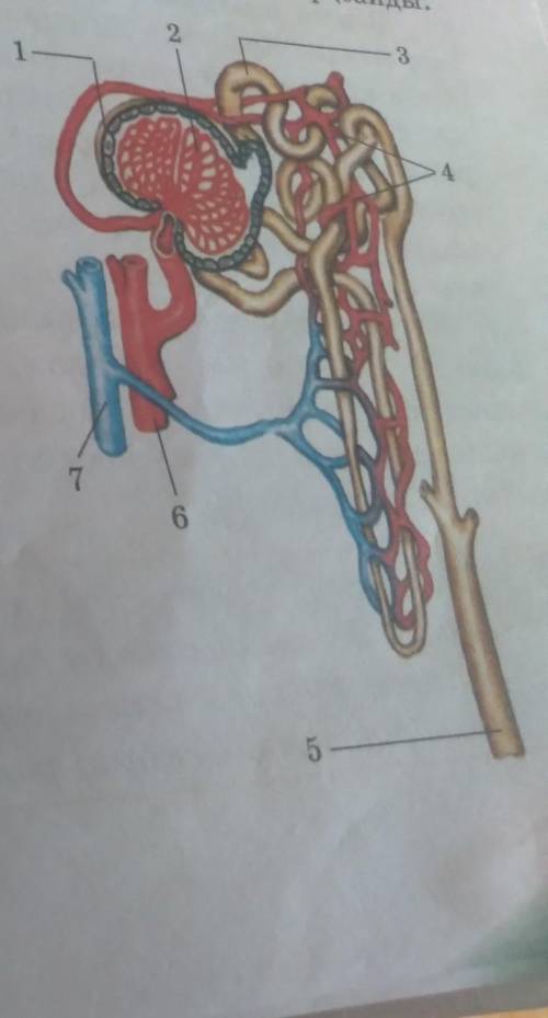 8. 65-суретті қарандар. Онда бүйректің қандай құрылымы берілгенОлардың қызметі қандай?​