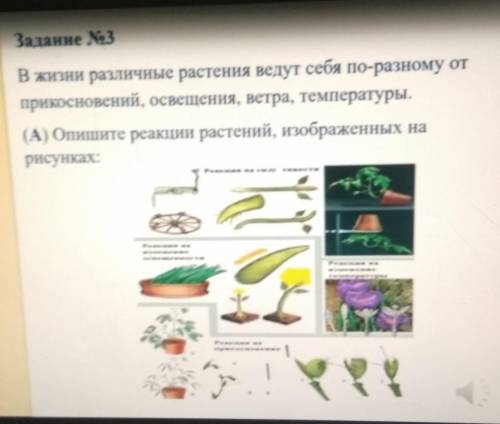 Жизнь различных я растения ведут себя по-разному от прикосновений освещение ветра температура опишит