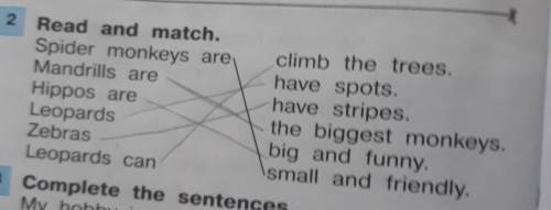 Read and match. Spider monkeys areMandrills areHippos areLeopardsZebrasLeopards canclimb the trees.h