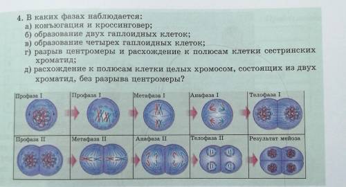 4. В каких фазах наблюдается: а) конъюгация и кроссинговер;б) образование двух гаплоидных клеток;в)