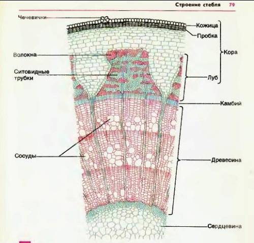 Ольга рассмотрела срез стебля под микроскопом и сделала рисунок. Что она изобразила на рисунке под ц