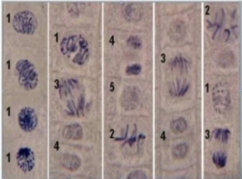 Пользуясь схемой, определите фазы митоза на фотографи ​
