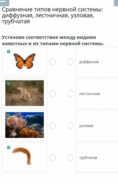 Установи соответствие между видами животных и их типами нервной системы. диффузнаялестничнаяузловаят
