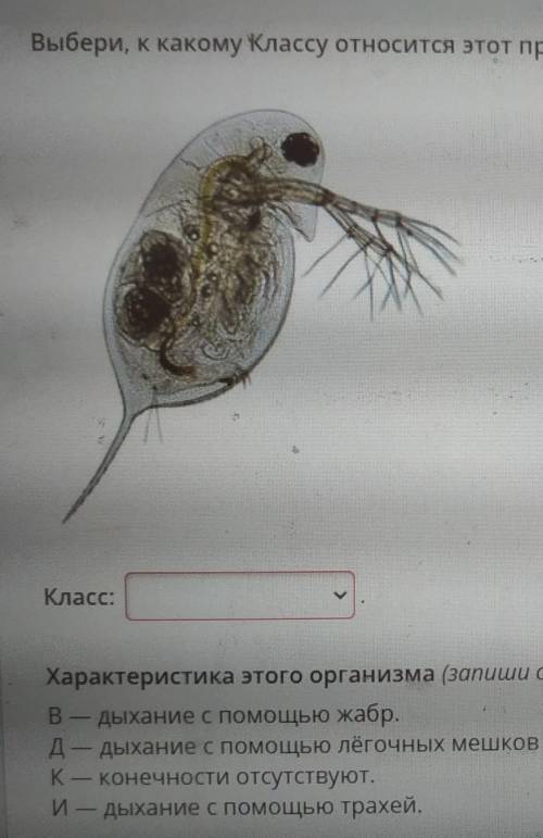 Выбери, к какому Классу относится этот представить ,и отметь его характерную особенность. ​