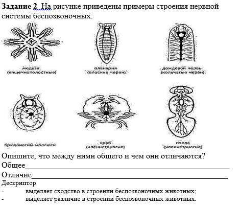 На рисунке приведены примеры строения нервной системы беспозвоночных. даю