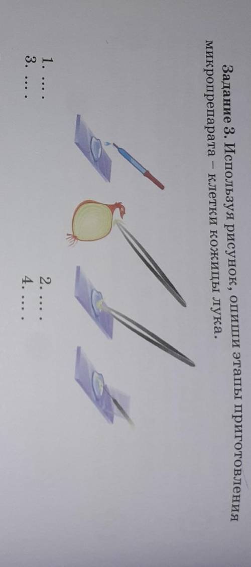 Задание 3. Используя рисунок, опиши этапы приготовления микропрепарата - клетки кожицы лука.1. ... .