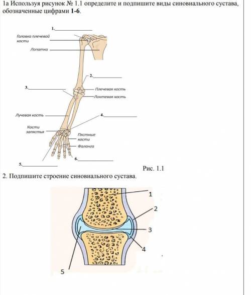 Используя рисунок № 1.1 определите и подпишите виды синовиального сустава, обозначенные цифрами 1-6.