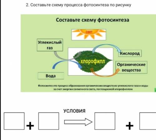 2. Составьте схему процесса фотосинтеза по рисунку​