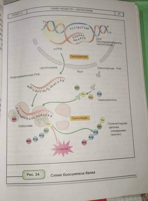 Объясните протекание процессов транскрипции и трансля-ции по рис. 24​