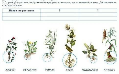 Биология. 6 класс. Буду признательна. ​