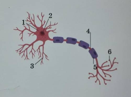 На рисунке изображен нейрон. Определи место контакта одного нейрона со вторым. Дай свой ответ в виде