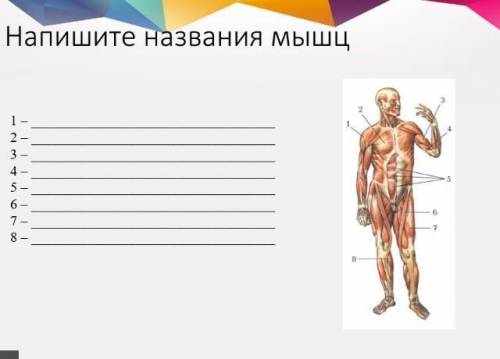 Напишите названия мышщ​