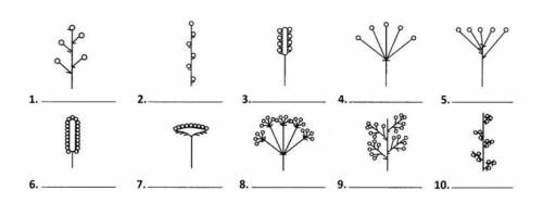 Задание 2. Подпишите типы соцветий, указанных на рисунке (рисунки рисовать НЕ нужно). В бланке ответ