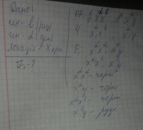 У котів ген, що відповідає за забарвлення шерсті, локалізований у Х-хромо- сомі. Один алель цього ге