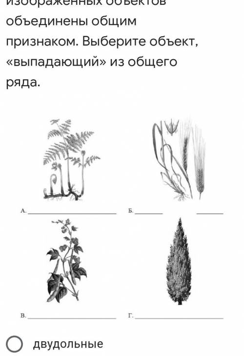 Что под буквой Б? 1-папоротниковые2-однодольные 3-двудольные4-хвойные​