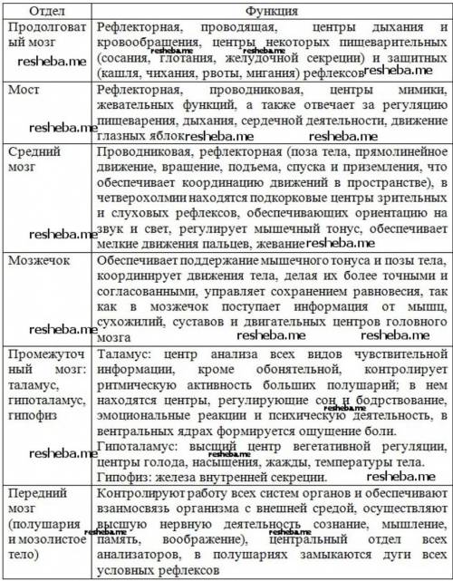 1) Где расположен головной мозг? 2) Из каких отделов состоит головной мозг?3) Какие части входят в с