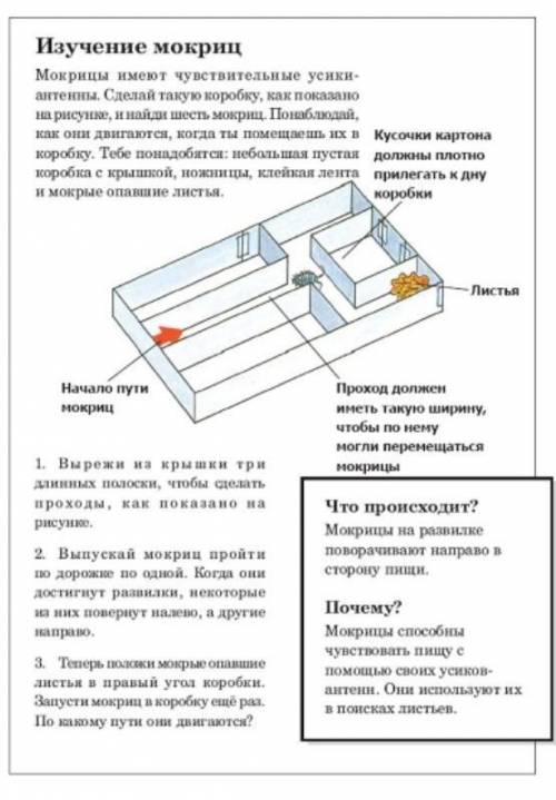 Посмотри на рисунок в той части текста, которая посвящена изучению мокриц. Как этот рисунок тебе пон