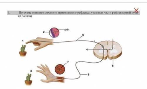 1. По схеме опишите механизм приведенного рефлекса, указывая части рефлекторной дуги​