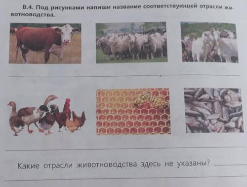 B. 4. Под рисунками напиши название соответствующей отрасли жи- вотноводства,Какие отрасли животново