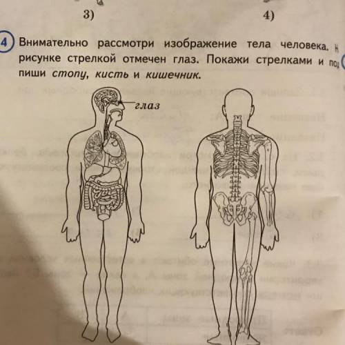 3) 4) Внимательно рассмотри изображение тела человека. На рисунке стрелкой отмечен глаз. Покажи стре