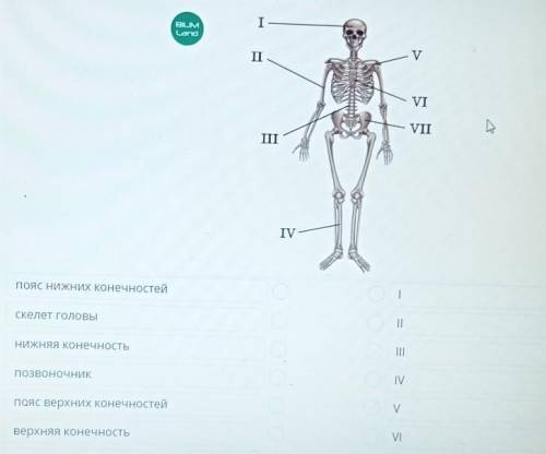 В лабораторных условиях исследовали муляж скелета человека на расположение костей в нем. Соотнеси ча