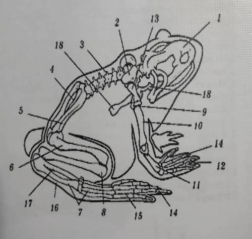 с зоологией. Скелет лягушки,название частей