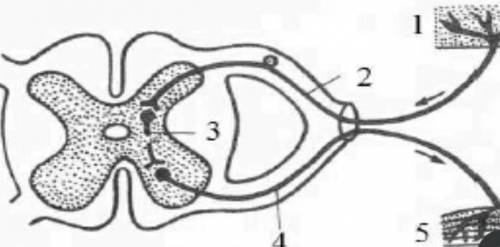 На картинке изображена схема рефлекторной дуги.  Зарисуйте её. Определите все звенья рефлекторной ду