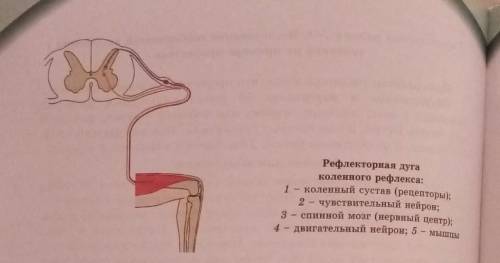 Распределите по цифрам​