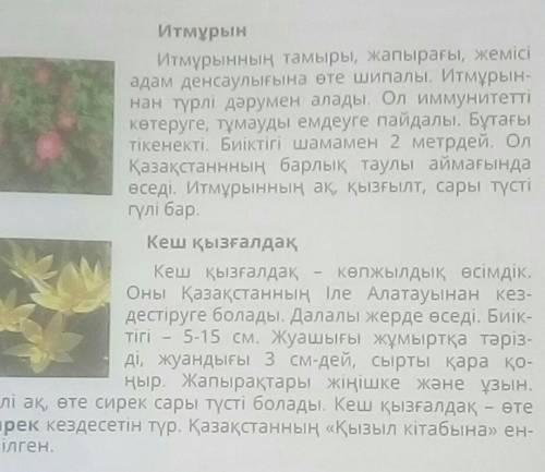 3. Кестені постерге сызып ал. Оқыған мәтін туралы мәліметті Кестеге жаз.Гүл атауы Биіктігі Гүлдің тү