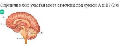 Определи какие участки мозга отмечены под буквой A и B​