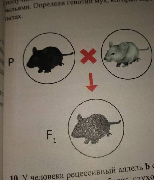 А) Какой признак доминирует у мышей - белый или темный цвет шерсти? б) Каковы генотипы P и F1? ​