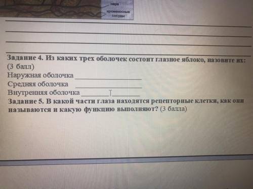 В какой части глаза находятся рецепторные клетки как они называются и какую функцию выполняют