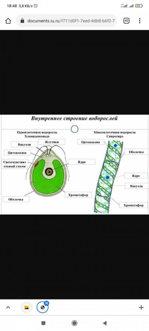 по биологии, кто хорошо знает, не игнорьте ​