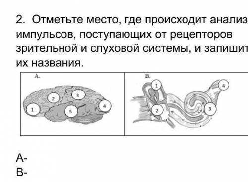 2. Отметьте место, где происходит анализ импульсов, поступающих от рецепторов зрительной и слуховой