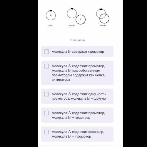 Экспериментаторы синтезировали кольцевую молекулу ДНК A A , содержащую эукариотический белок-кодирую