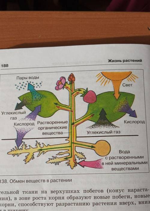 используя рисунок обмен веществ в растении показать схемотично как происходит обмен веществ в растен