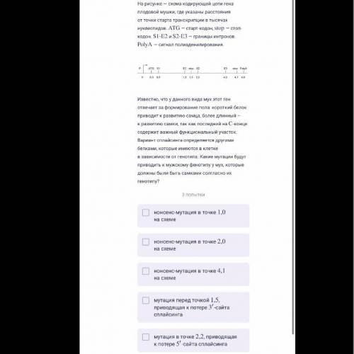 На рисунке — схема кодирующей цепи гена плодовой мушки, где указаны расстояния от точки старта транс