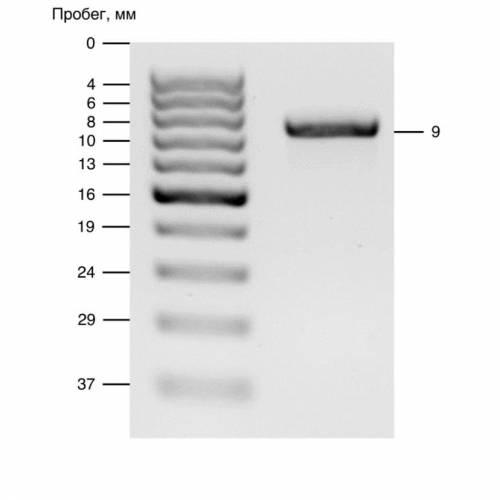 На рисунке показан результат электрофореза молекул ДНК в агарозном геле, подписан пробег каждой поло