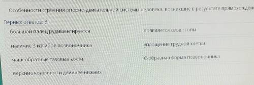 Особенности строения опорно-двигательной системы человека, возникшие в результате прямохождения​