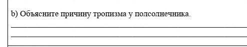 B) Объясните причину тропизма у полсолнечника. помагите