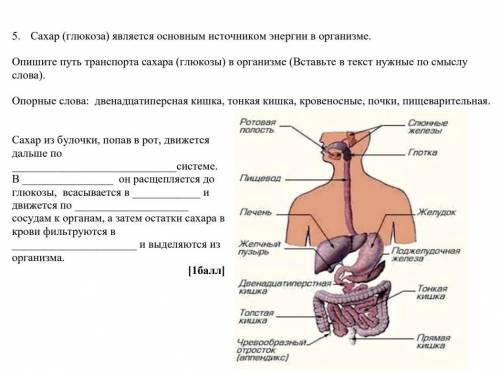 Сахар (глюкоза) является основным источником энергии в организме. Опишите путь транспорта сахара (гл