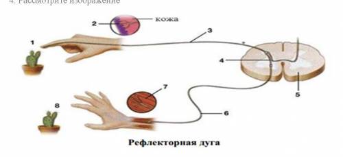 Рассмотрите изображение Назовите нейрон, расположенный под номером 3 в рефлекторной дуге. (b)Опи