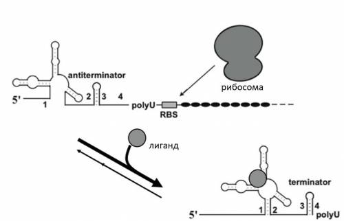 На схеме — работа рибопереключателя. Участок РНК формирует альтернативные пространственные структуры